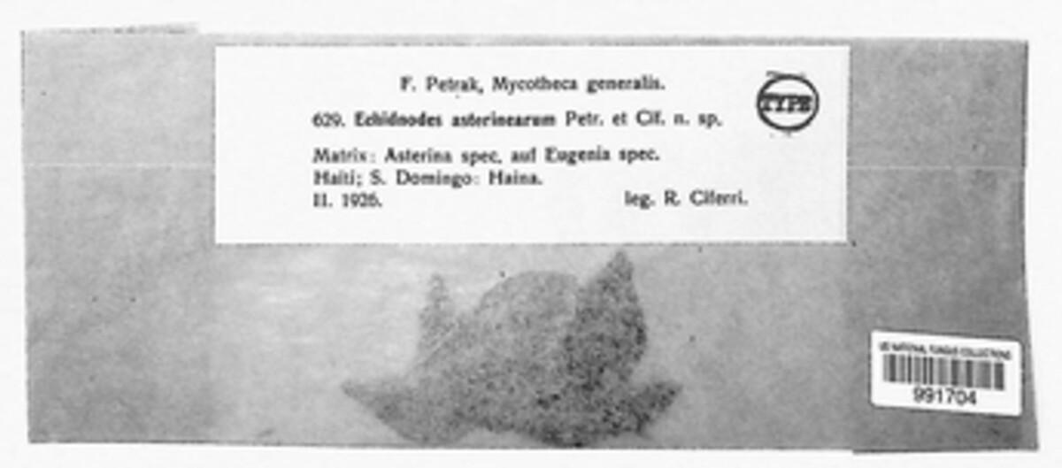 Echidnodes asterinearum image